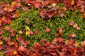 苔に落ちる紅葉.