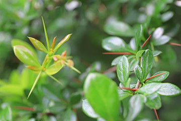 Branches of bush with green leaves on spring day outdoors