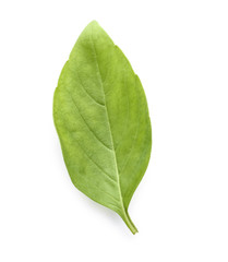 Obraz premium Fresh green basil leaf on white background