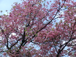 Rosa blühender Baum