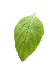Fototapeta premium Fresh green basil leaf on white background