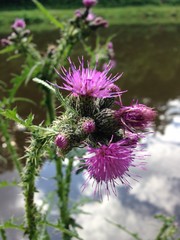 Distel, rosa Blüte 