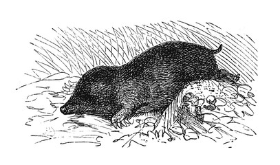 Maulwurf.aus: Marie Adenfeller, Friedrich Werner: Illustriertes Koch- und Haushaltungsbuch, Friedrichshagen 1899/1900, S. 571, Fig. 678.