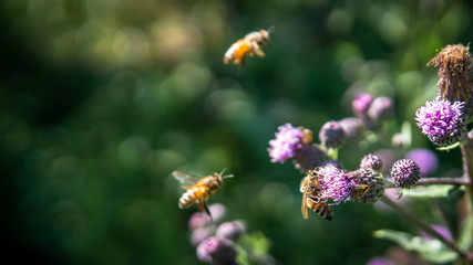 Bees and flowers.