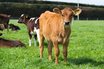 Young Calf Jersey in New Zealand