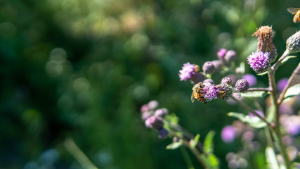 Bees and flowers.