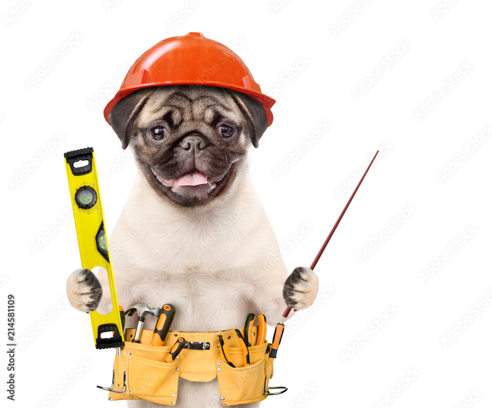 Poster Dog worker in hard hat with tool belt and spirit level pointin away on empty space. Isolated on white background