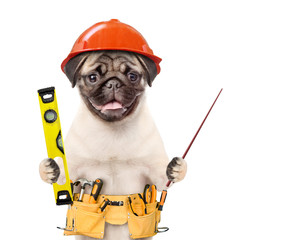 Dog worker in hard hat with tool belt and spirit level pointin away on empty space. Isolated on...
