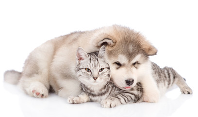 Playful puppy embracing a tabby cat.  isolated on white background