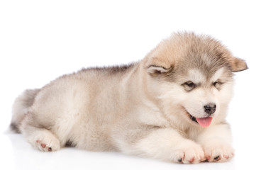 Portrait of a alaskan malamute puppy lying in side view. isolated on white background