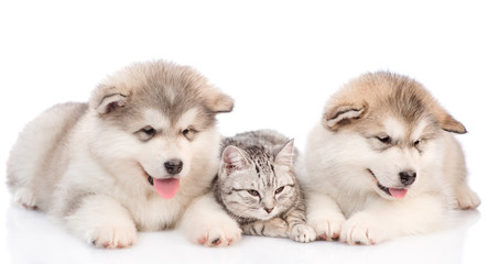 cat lies between two puppies. isolated on white background