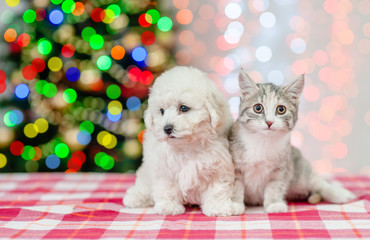 bichon frise puppy and cat on a background of the Christmas tree. Space for text