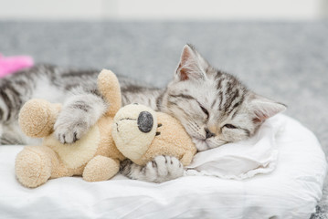 Cute baby kitten sleeping with toy bear