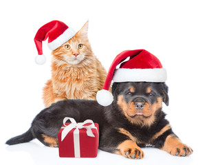 Cat and rottweiler puppy in red christmas hats. Isolated on white background