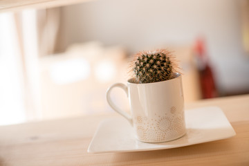Kaktus in Teetasse auf Holzregal, Stillleben