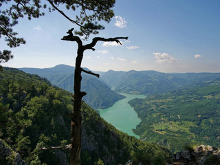 Ausblick auf den Fluss Drina mit Kiefer im Vordergrund