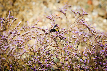 пчела притаившаяся в цветах