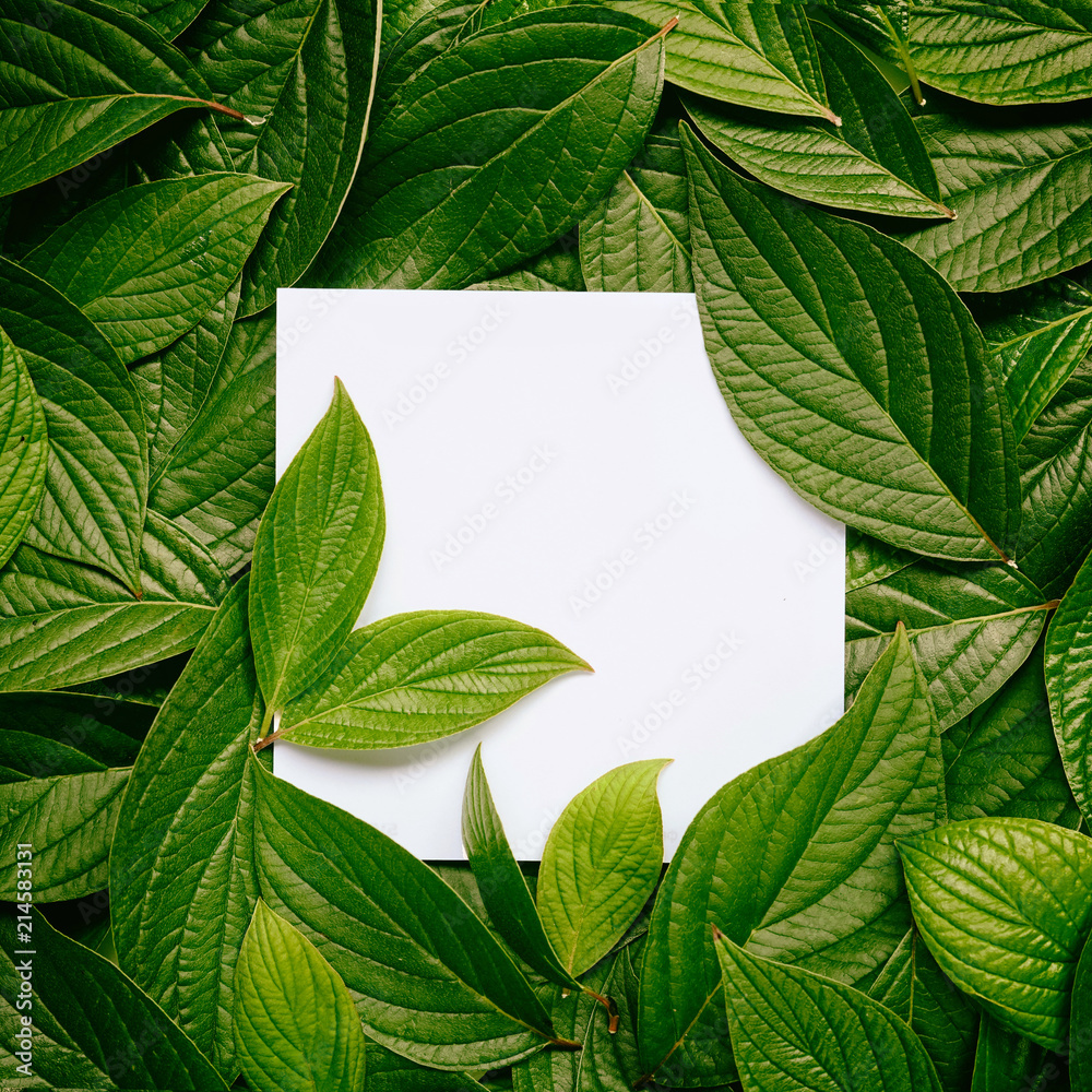 Poster creative layout composition frame of juicy dark green leaves with beautiful texture with paper card 