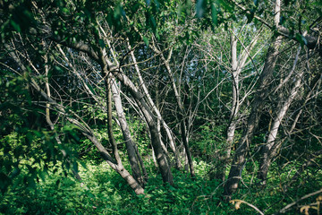 Dense green leaves and grass in the wood. Sunny meadow with shadows full of young trees. Photo of the natural forest.