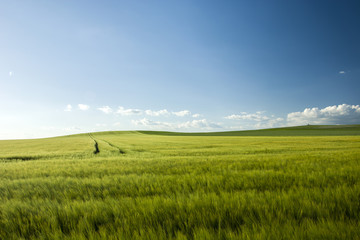 Plakat Large green barley field