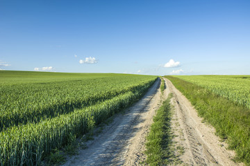 Rural road through green fields and blue sky