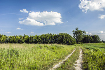 Sandy rural road through a green meadow to the forest.