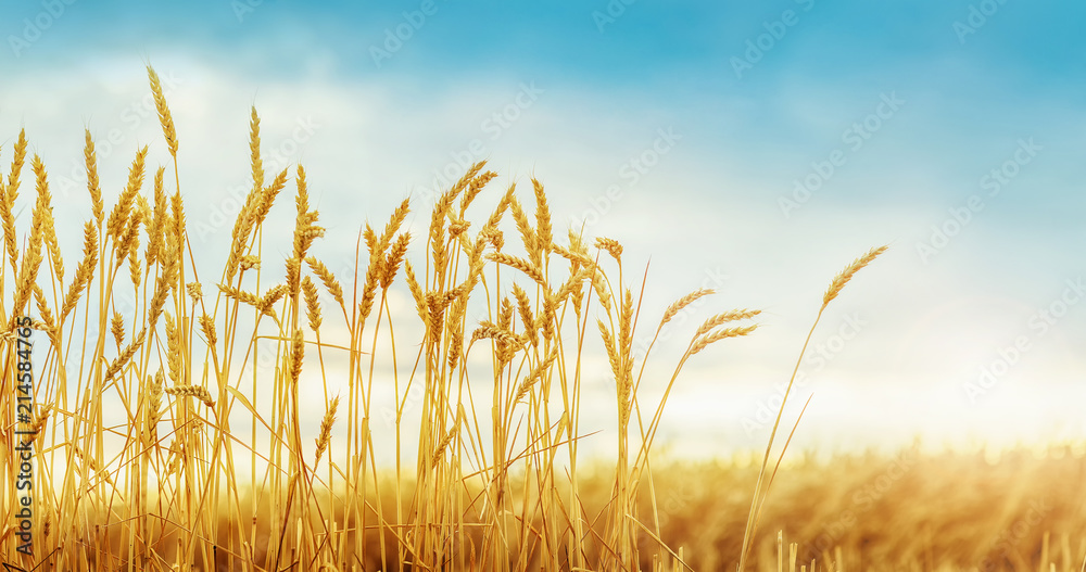 Canvas Prints Wheat field and golden sunlight