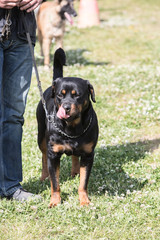 Portrait of a rootweiler dog living in Belgium