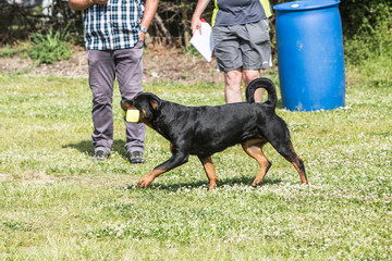 Portrait of a rootweiler dog living in Belgium