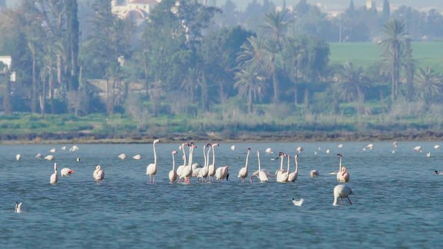 Group of beautiful flamingo birds with reflections, walking at the Salt lake of Larnaca in Cyprus.