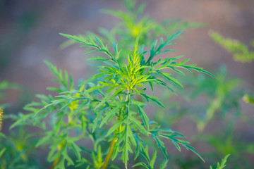American common ragweed or Ambrosia artemisiifolia causing allergy