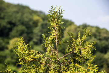 Filigrane Zypressenzweige vor Wald im Hintergrund 
