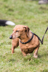 Portrait of a teckel dog living in Belgium