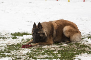 Portrait of a tervuren dog living in Belgium