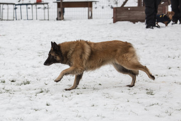 Portrait of a tervuren dog living in Belgium