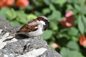 Haussperling