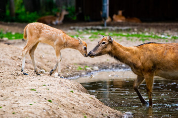 Pere David deers calf and doe in water