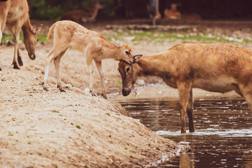 Pere David deers calf and doe in water