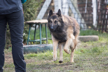 Portrait of a tervuren dog living in Belgium