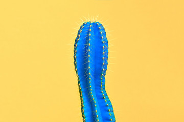 Blue Cactus. Fashion Design. Minimal Stillife. Trendy tropical print on Yellow. Surrealism. Pop Art