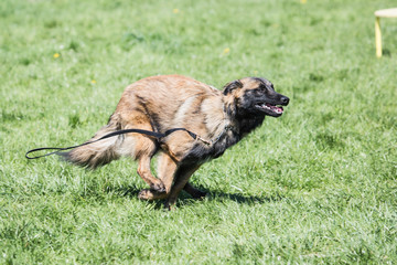 Portrait of a tervuren dog living in Belgium