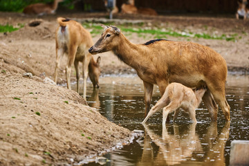 Pere David deers calf feeding time doe in water