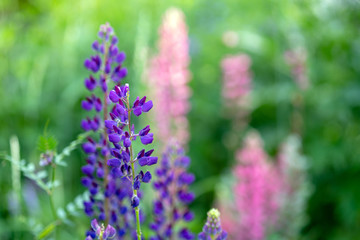Colorful flowers on grass background