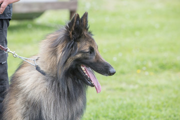 Portrait of a tervuren dog living in Belgium - 214586345
