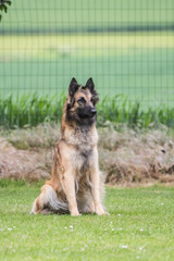 Portrait of a tervuren dog living in Belgium
