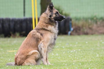Portrait of a tervuren dog living in Belgium