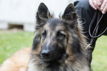 Portrait of a tervuren dog living in Belgium
