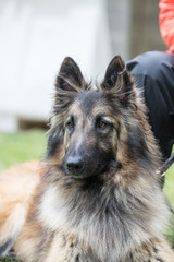 Portrait of a tervuren dog living in Belgium