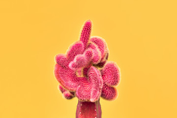 Cactus. Minimal Fashion. Creative Design. Art