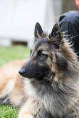 Portrait of a tervuren dog living in Belgium